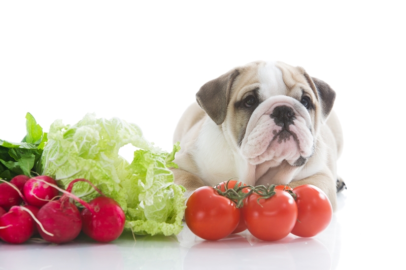 bulldog paradicsom, retek és saláta között fekszik