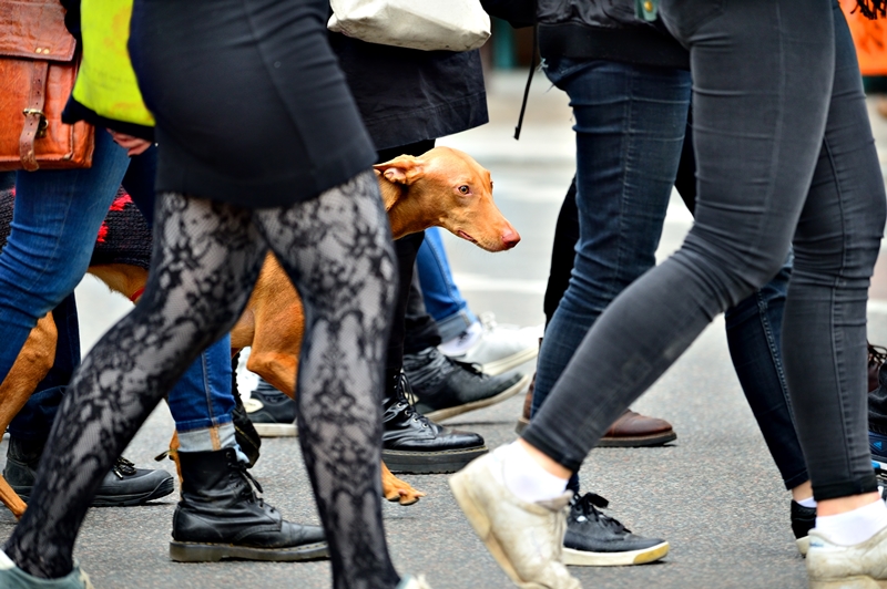 vizsla a városi forgatagban lábak között