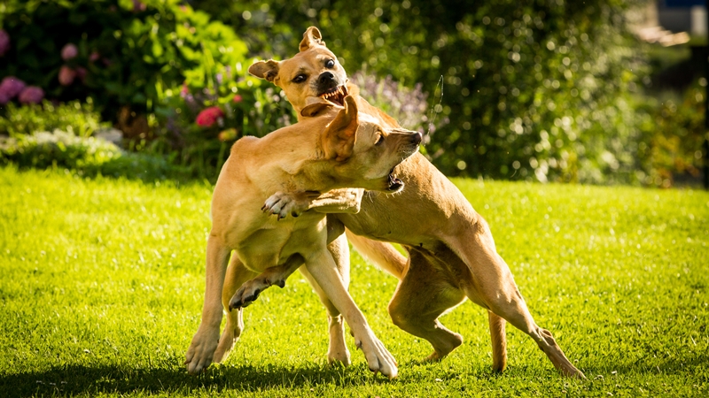 kutyák verekszenek