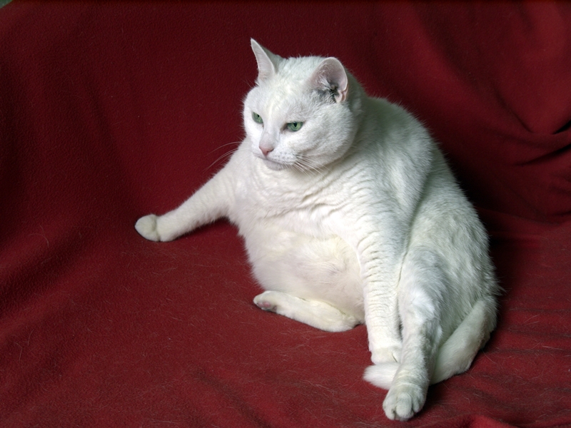 kövér fehér cica hever