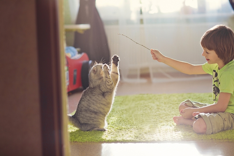 cica és kisgazdája házilag készült játékkal játszik