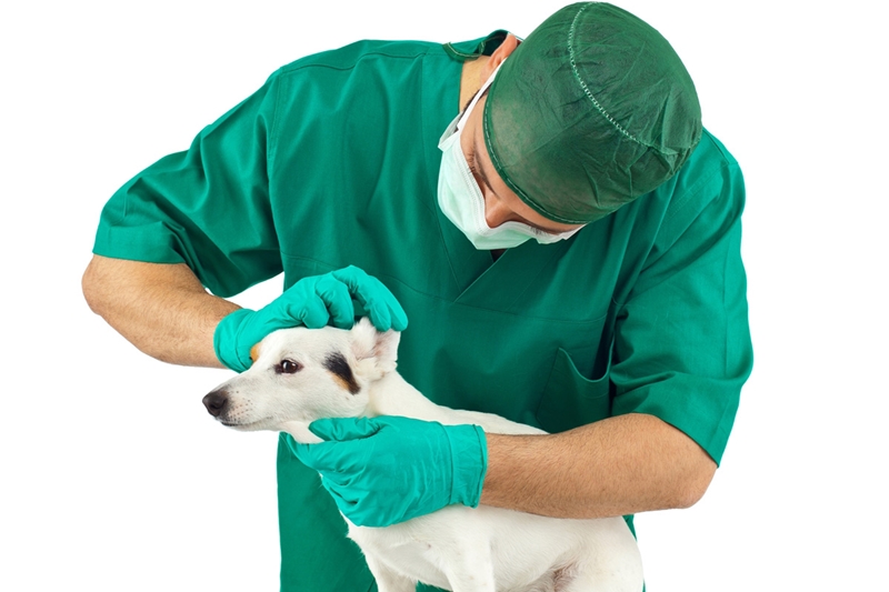 állatorvos a kutya fülét vizsgálja