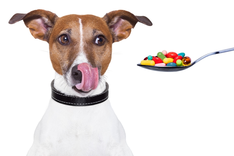 kanálban vitaminok, kutya a száját nyalja