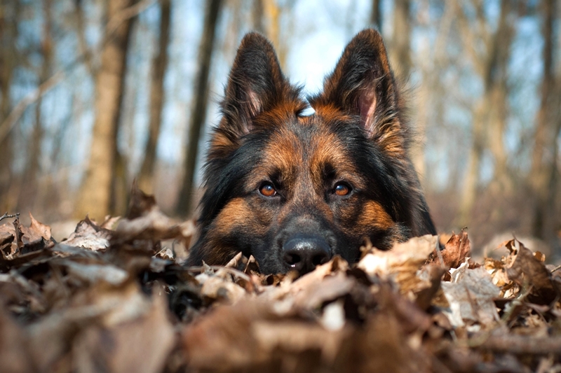 kutya az őszi avarban fekszik