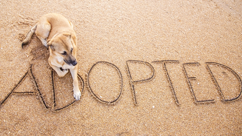 Kutya homokba írt "adopted" felirat mellett fekszik