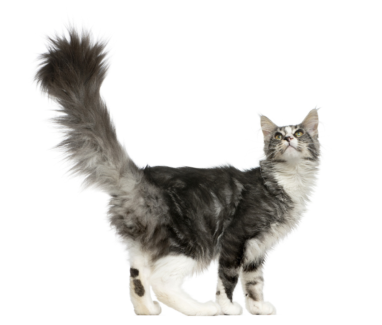 maine coon macska