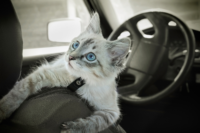 cica a vezetőülésen kapaszkodik az autóban