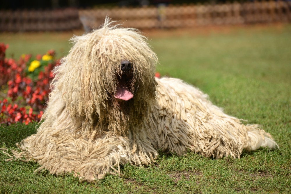 komondor zöld fűben fekszik