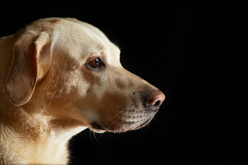 fehlr labrador profilból