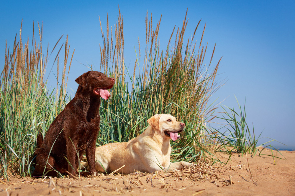 barna és fehér labrador a szabadban