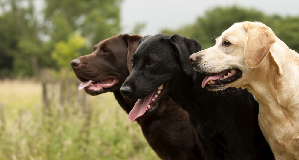 labrador retrieverek mindhárom színben