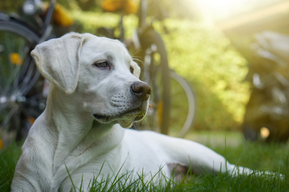 fehér labrador kölyök