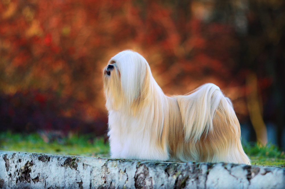 krém-arany lhasa apso színes háttér előtt