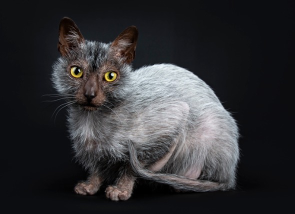 Lykoi macska