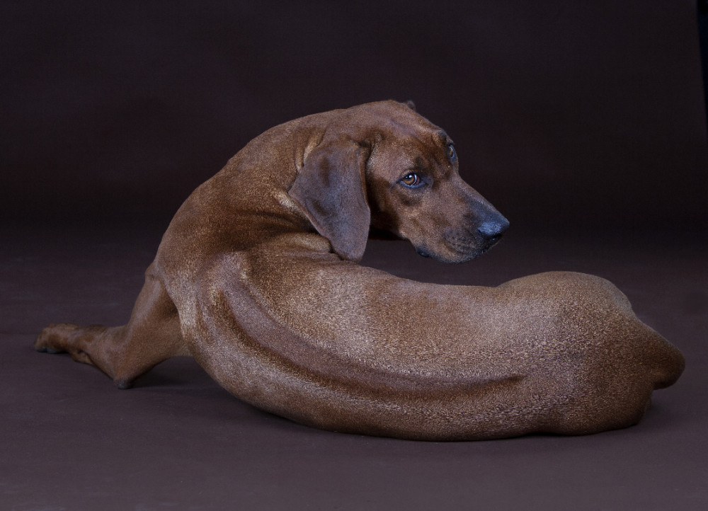 Rodéziai ridgeback