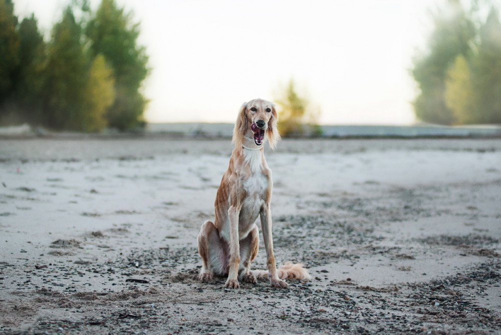 Saluki