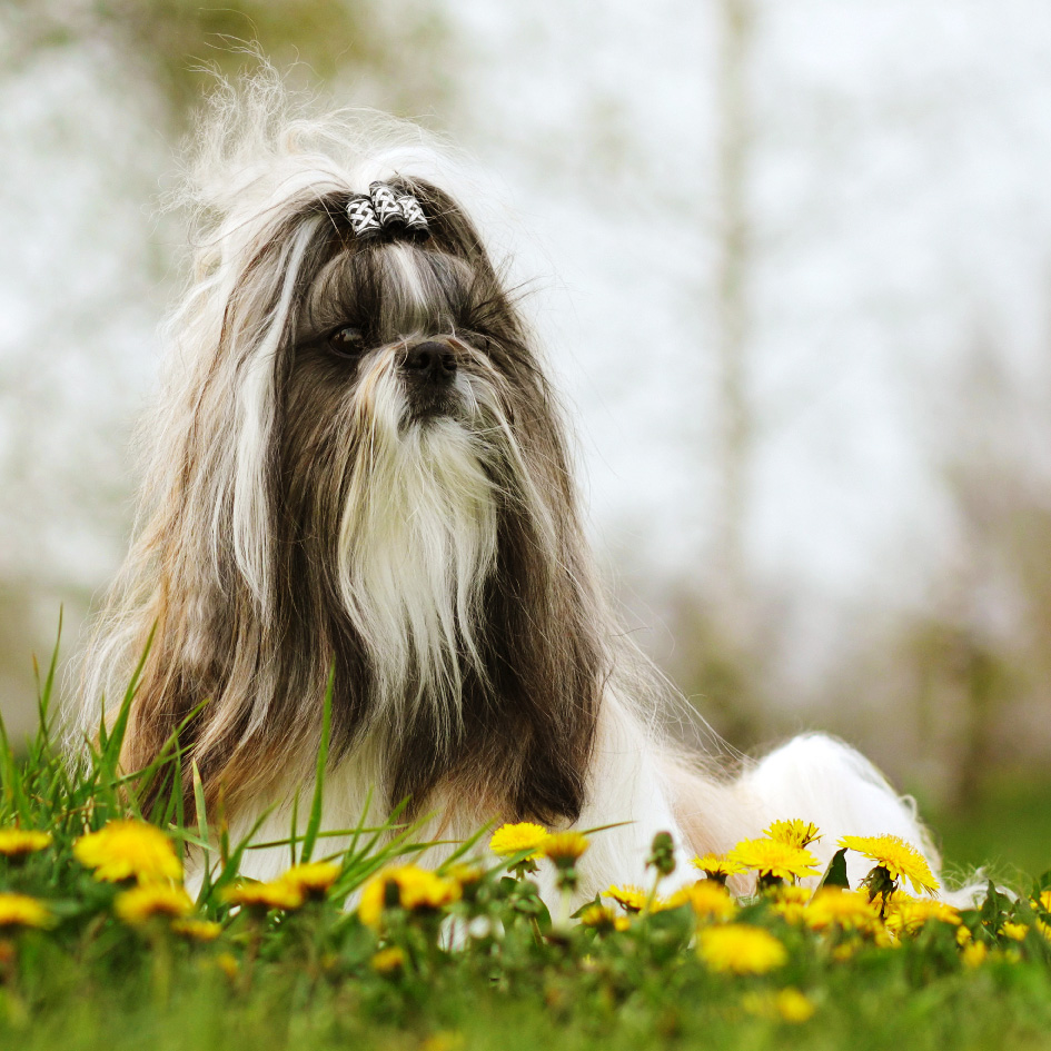 masnis shih tzu tavaszi réten