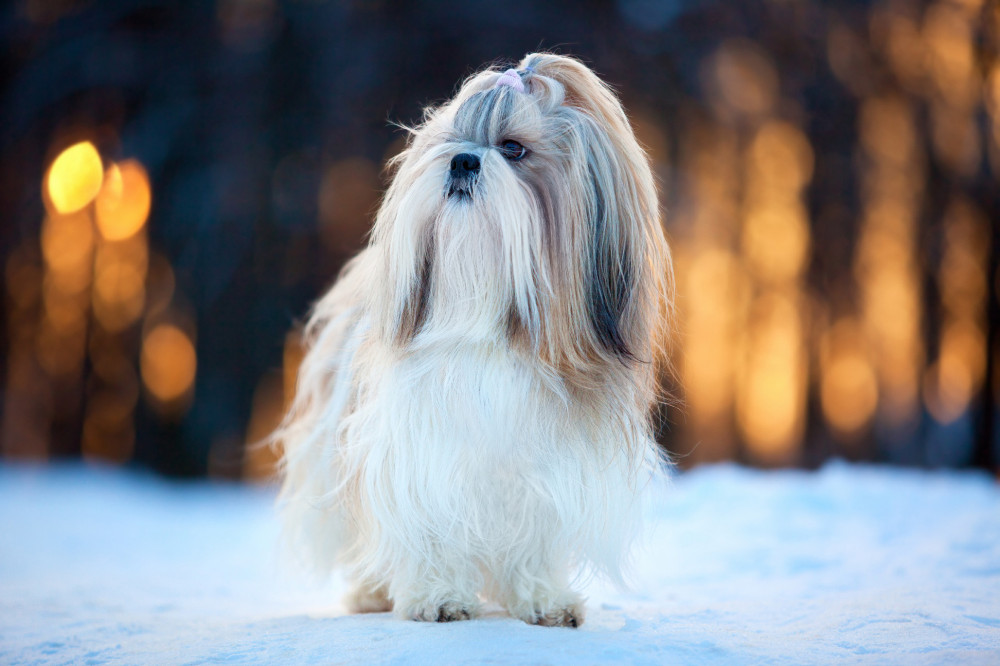 fiatal shih tzu