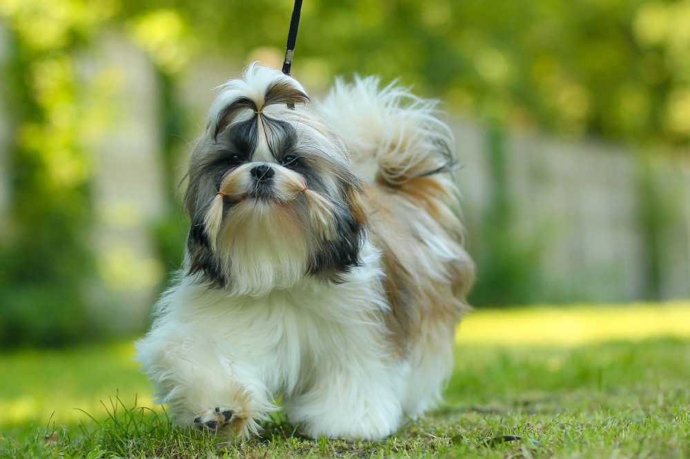 shih tzu vidáman szalad