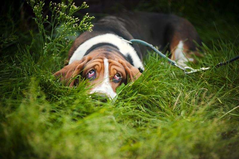 basset hound fekszik a fűben