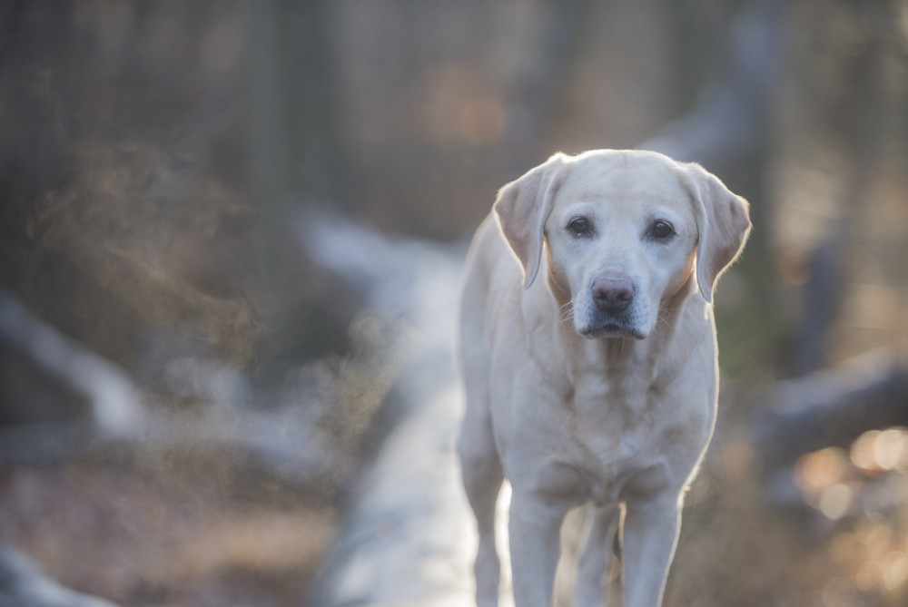 fehlr labrador poroskál az úton