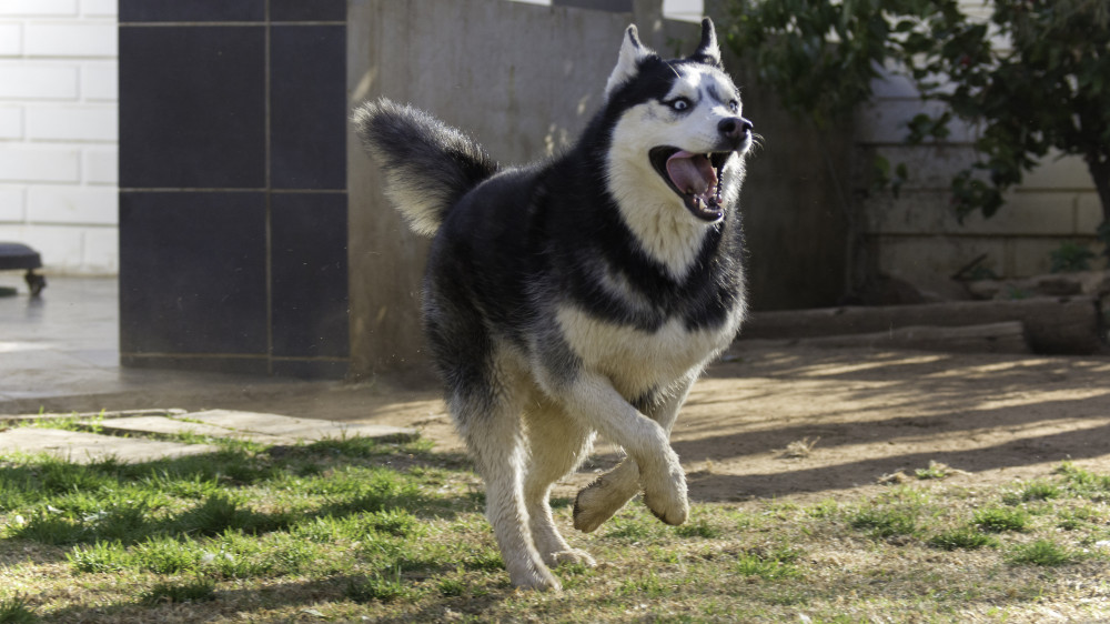 Husky vidáman szalad a fűben