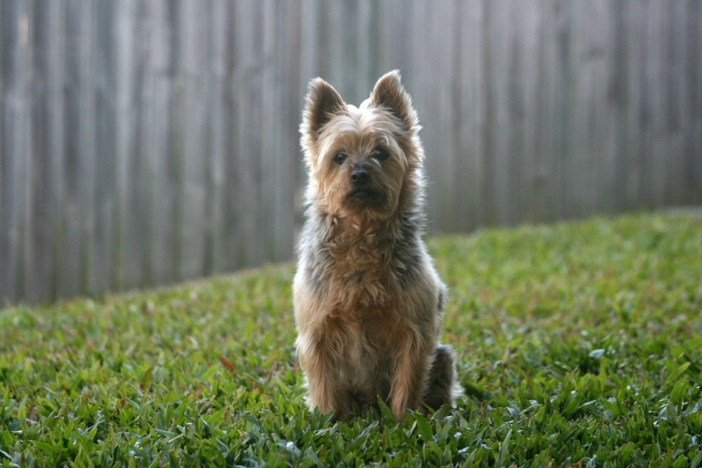 ausztrál silky terrier