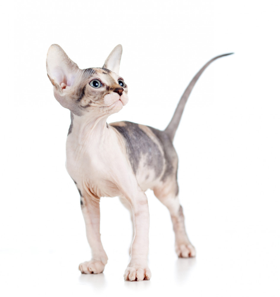 szfinx macska