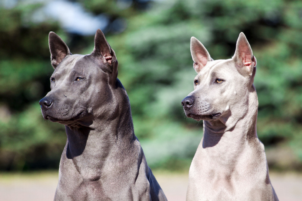 két thai ridgeback ül