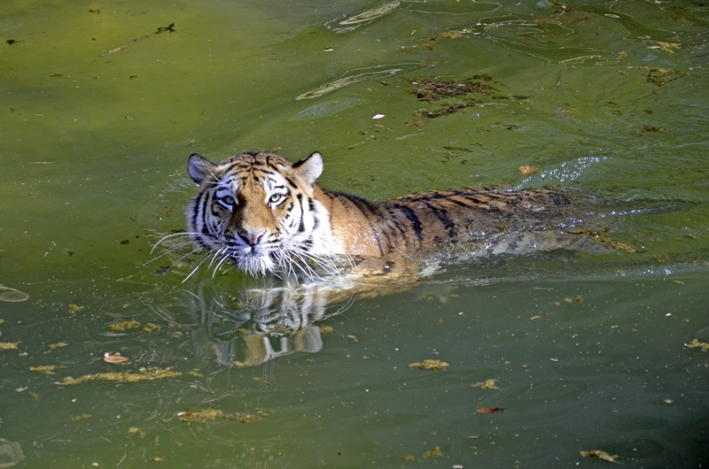 tigris úszik