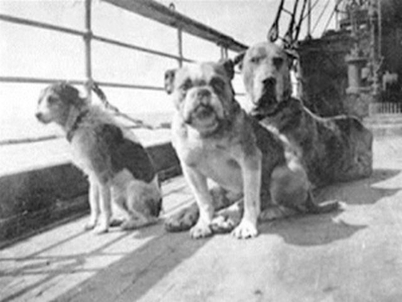 kutyák a Titanicon