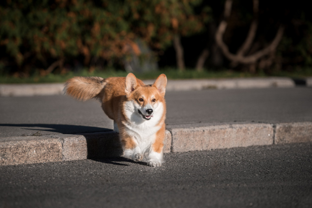 corgie lépcsőn lefele szalad