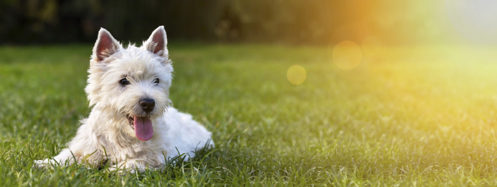 westie hasal a napsütötte fűben