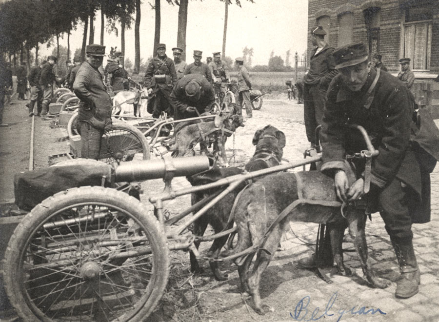 belga háborús kutyák az első világháborúban