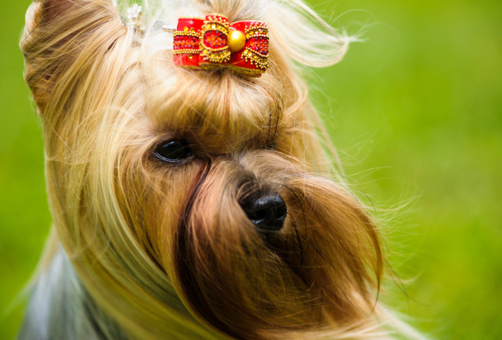 yorkshire terrier portré