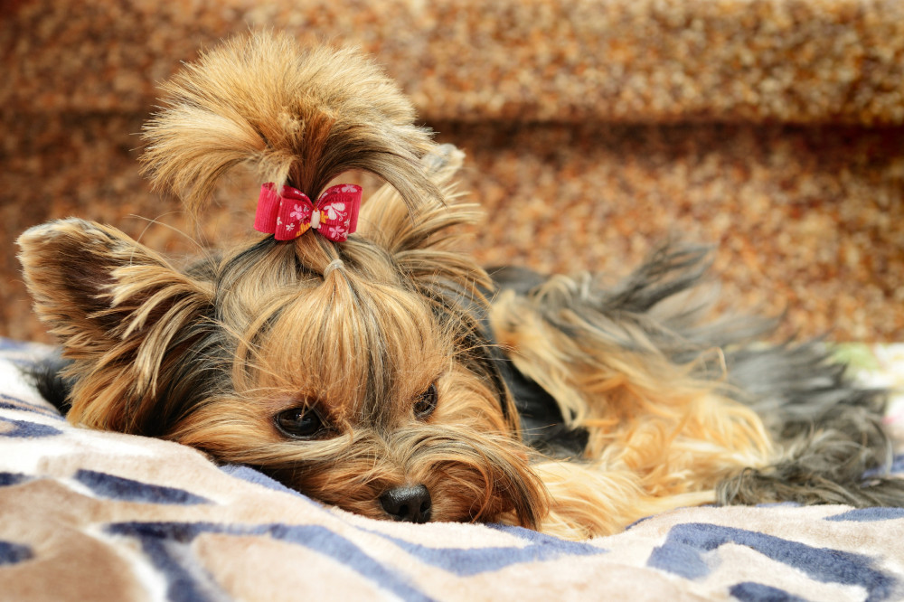 yorkshire terrier