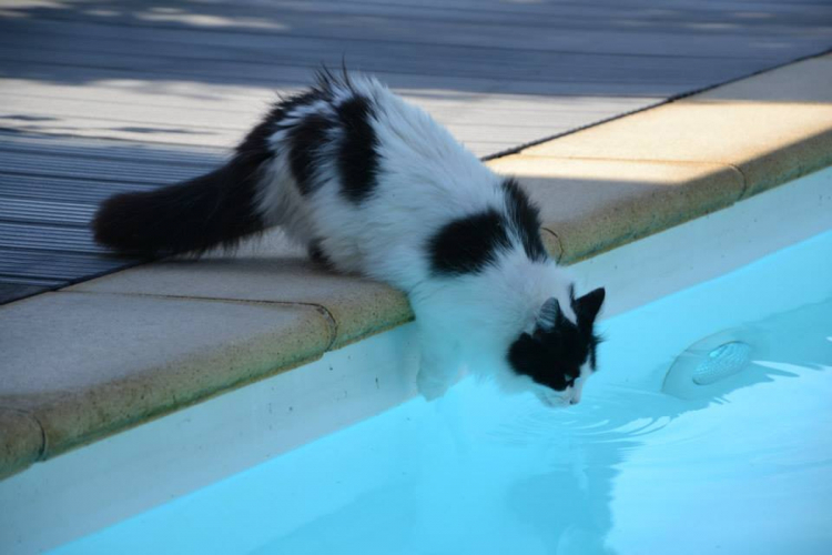 Valóban félnek a macskák a víztől?