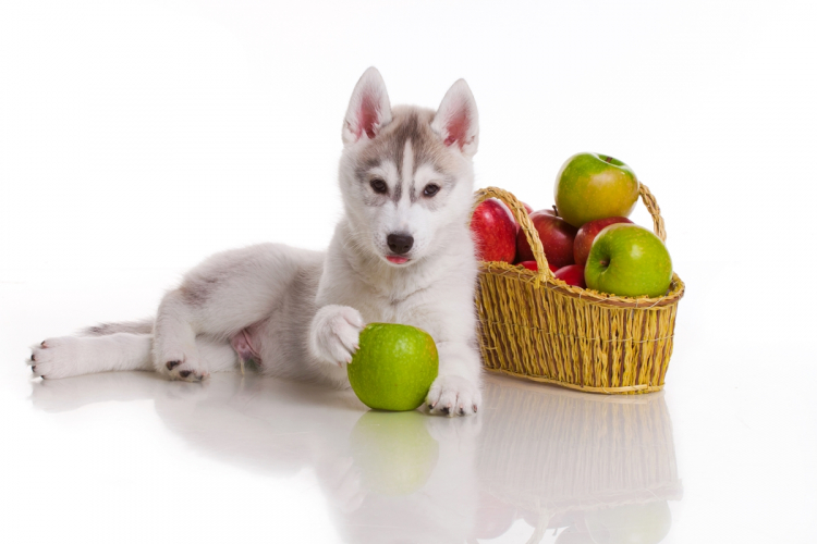 Zöldségek és gyümölcsök a kutya étrendjében