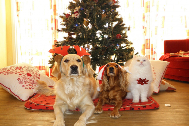 Kutyák, macskák, karácsonyfák