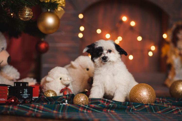 Kutyák és karácsonyfák