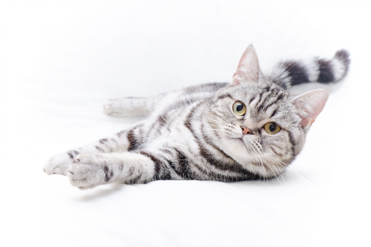 Whiskas | A cica megnevelése