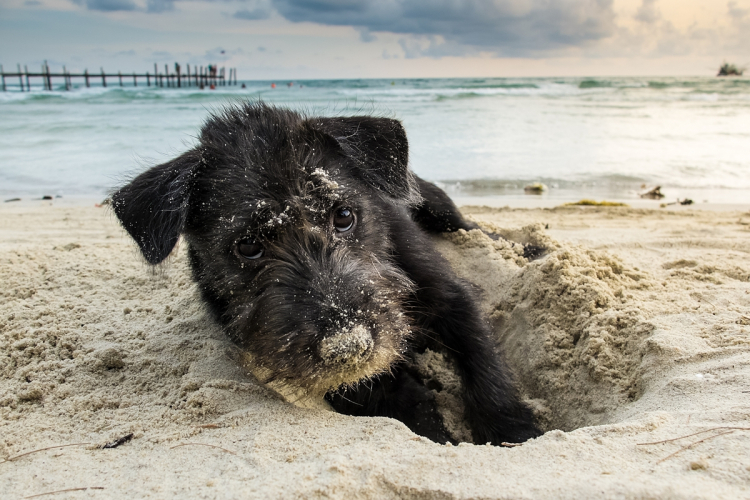 Miért ássák el a kutyák a dolgaikat?