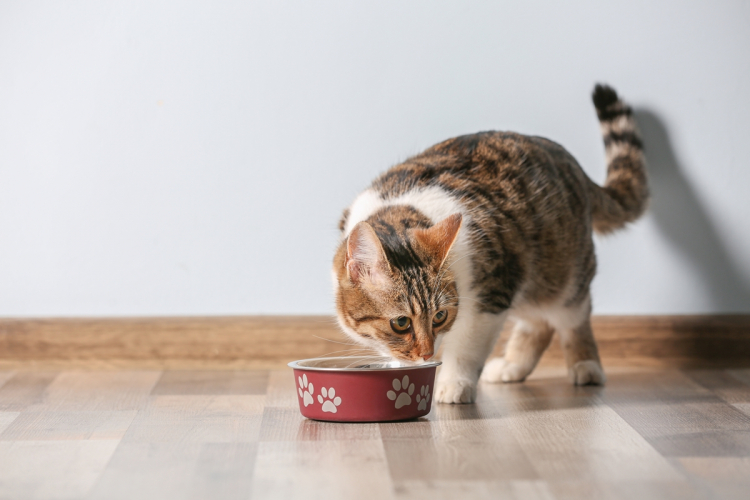 Miért mancsolja a cica a padlót evés után?