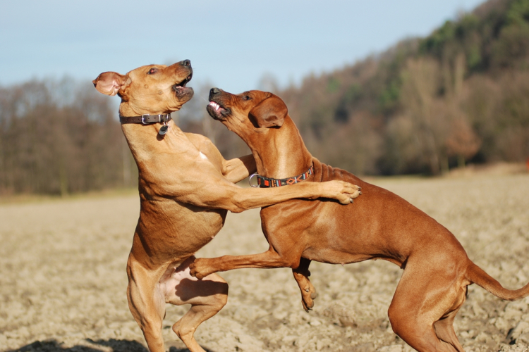Miért csatáznak egymással a kutyák?
