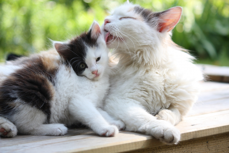 Macskák közötti agresszió | Viselkedés és edzés 