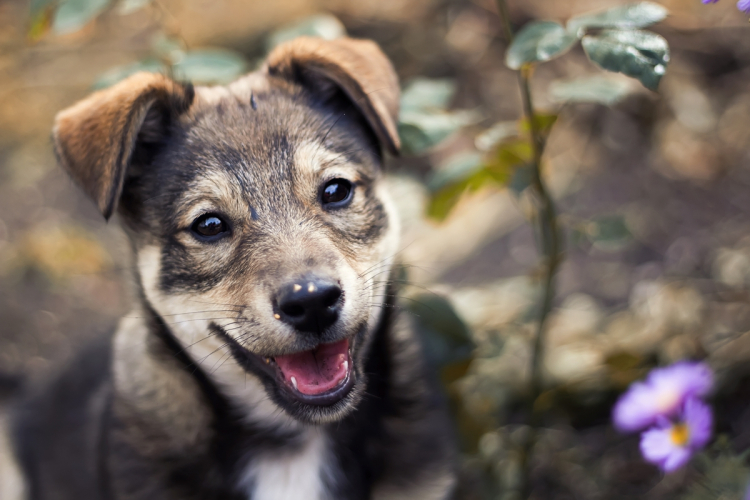 #picoftheday, avagy jó fotók a kutyáról