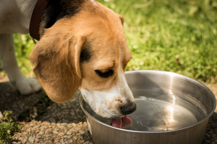 Ha a kutya nem iszik elég vizet….