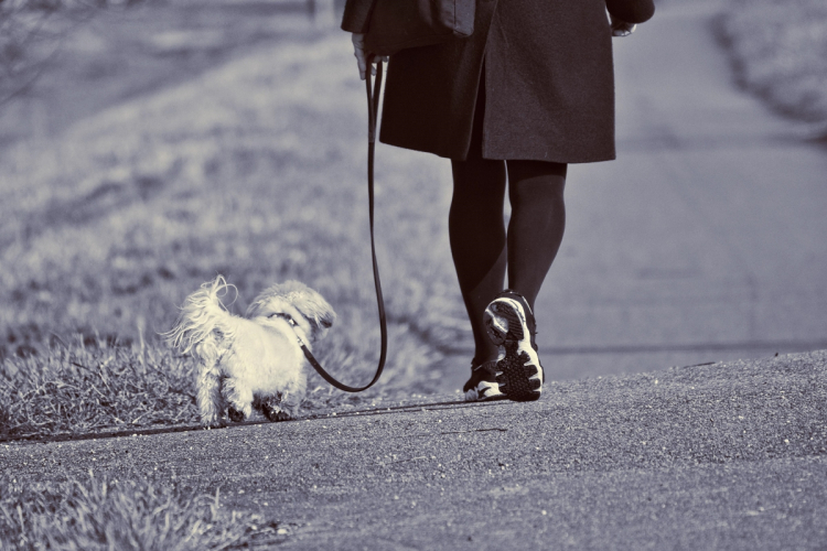 Milyen gyakran kell sétáltatni a kutyát?  