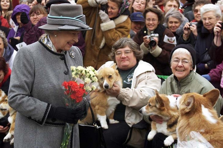 II. Erzsébet királynő és a Welsh Corgi Pembroke