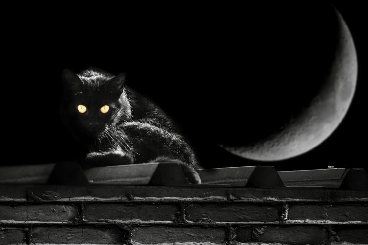 Halloween macskája